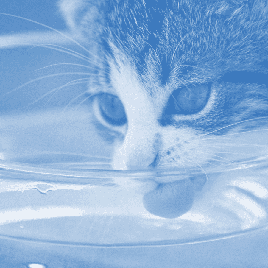Cat drinking