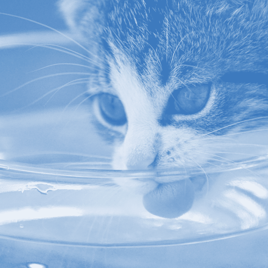 Cat drinking