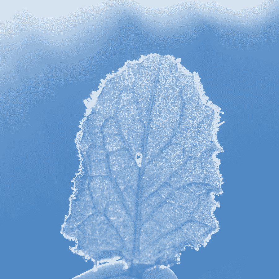A leaf in sunlight
