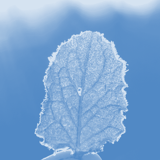 A leaf in sunlight